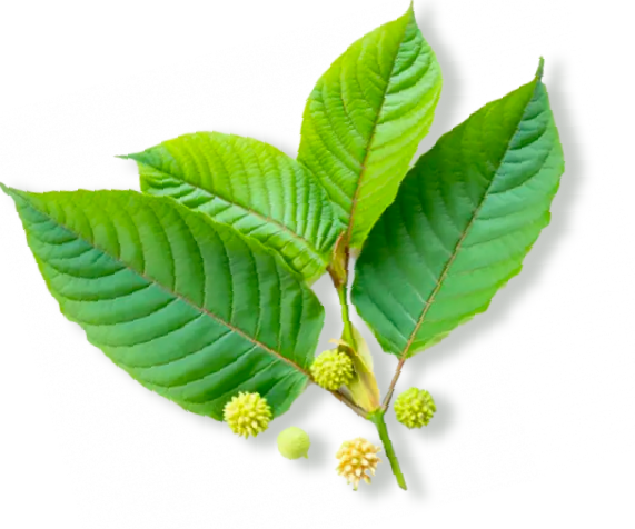 buy kratom leaves