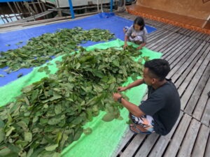 2 workers sorting kratom leaves, outside on a tarp