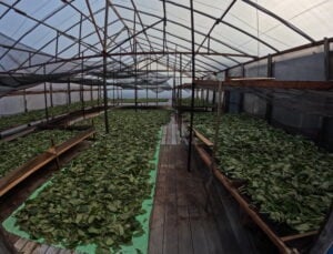 Shade drying kratom in a greenhouse, leaves on tarp and wooden racks