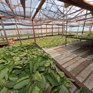 Shade drying kratom setup, in a greenhouse, view from inside, kratom on tarp on wooden rack