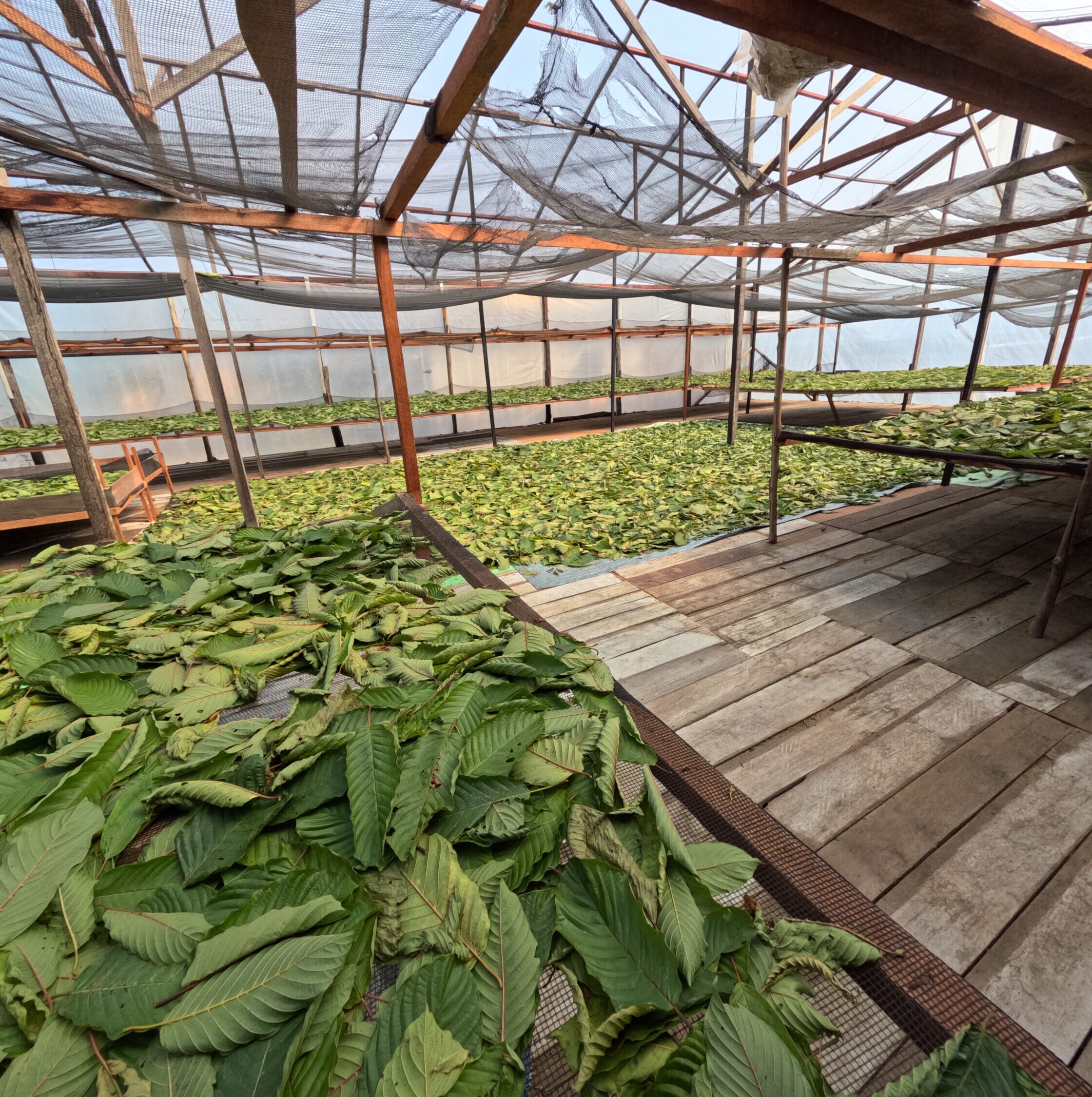 Installation de séchage du kratom à l'ombre, dans une serre, vue de l'intérieur, kratom posé sur une bâche disposée sur un support en bois