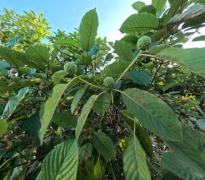 close up of young kratom leaves on tree with green fruits, in the wild, in Djongkong Indonesia