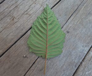 Back of a kratom leaf with red veins on a wooden plank