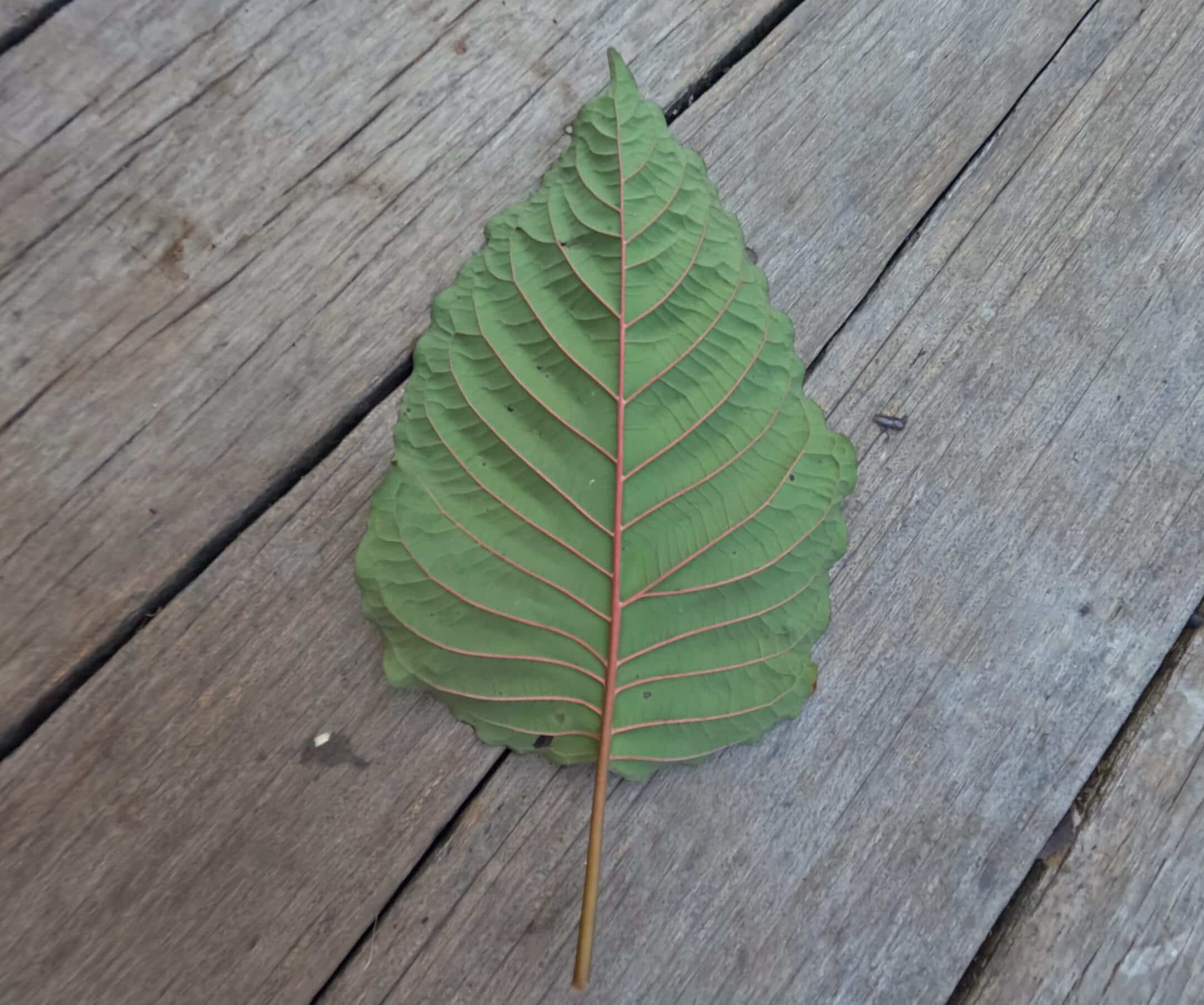 Le revers d'une feuille de kratom aux nervures rouges, posé sur une planche de bois