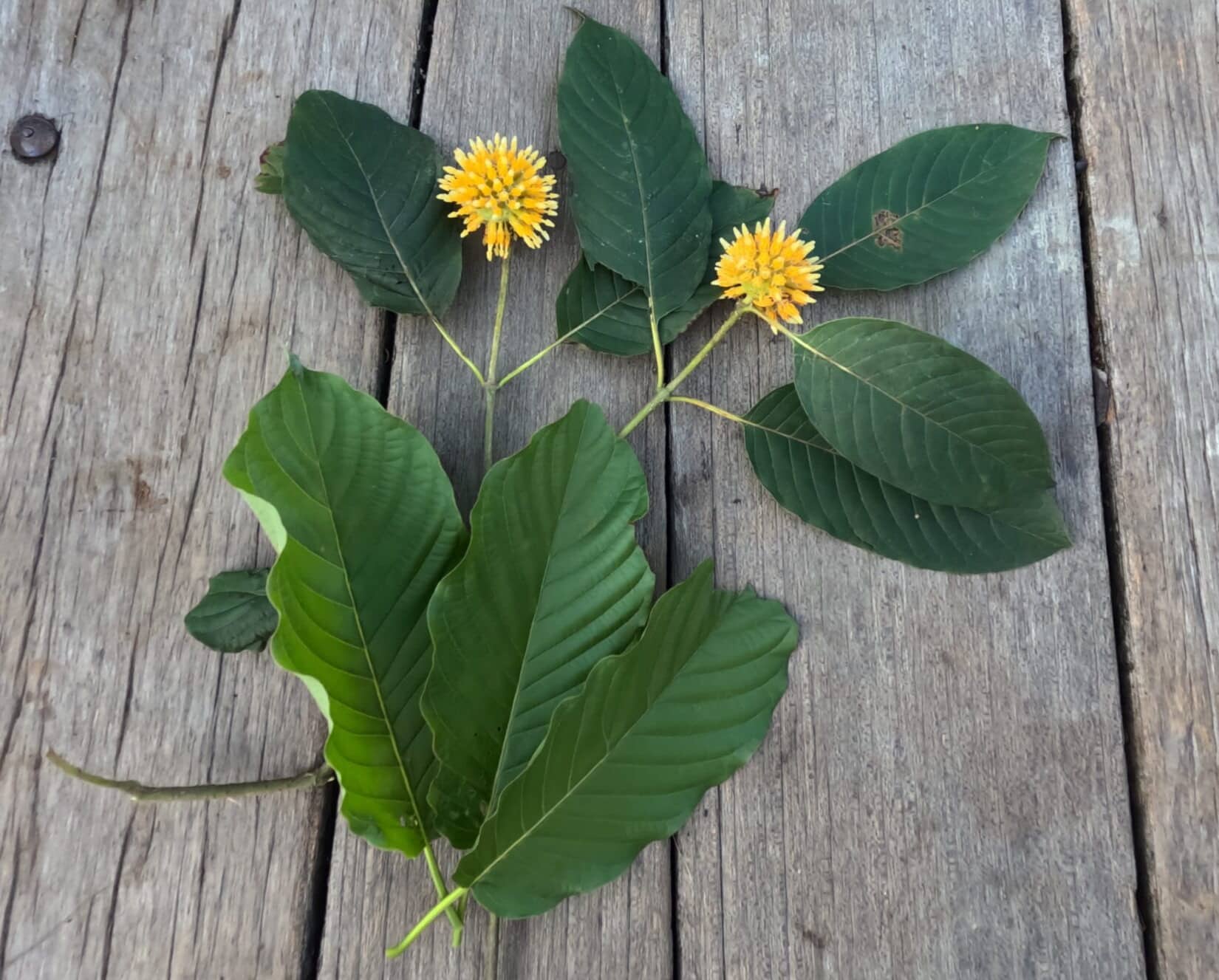 Des feuilles de kratom vertes fraîches, accompagnées d'une petite branche et de deux fruits jaunes