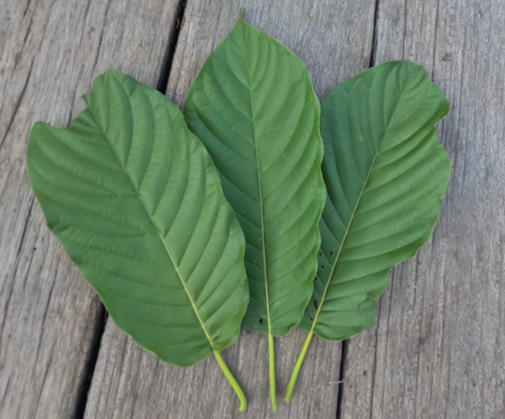 Three fresh green kratom leaves on a wooden plank