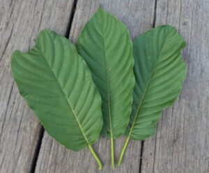 Three fresh green kratom leaves on a wooden plank