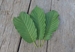 back of a Kratom leaf with green and white veines on wooden plank