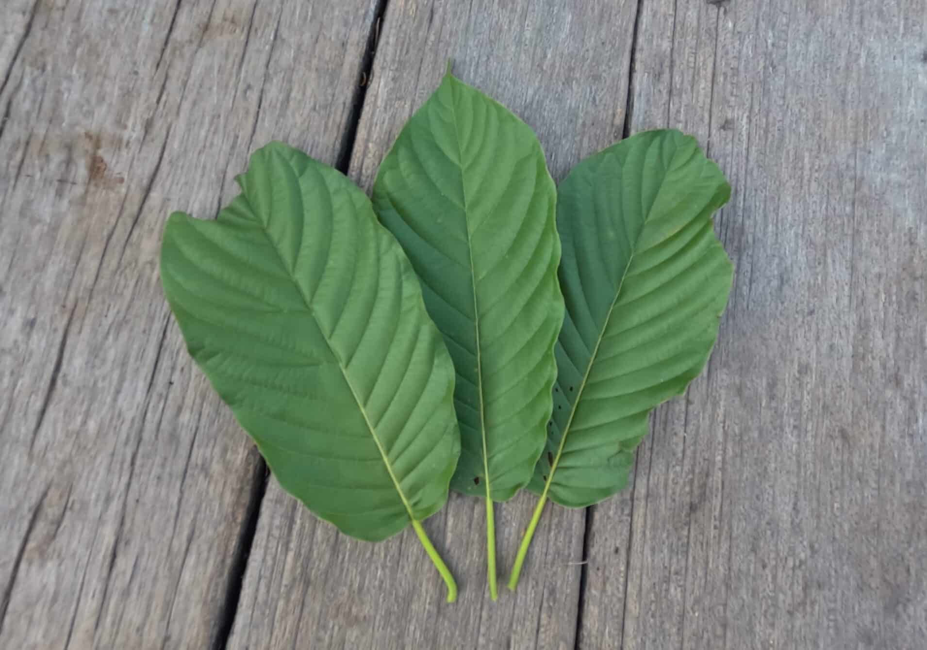 Le revers d'une feuille de kratom aux nervures vertes et blanches, posé sur une planche de bois