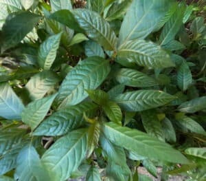 De très jeunes feuilles de kratom vertes aux nervures blanches