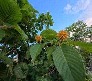 Green mature kratom leaves with yellow fruit on a kratom tree in Jongkong