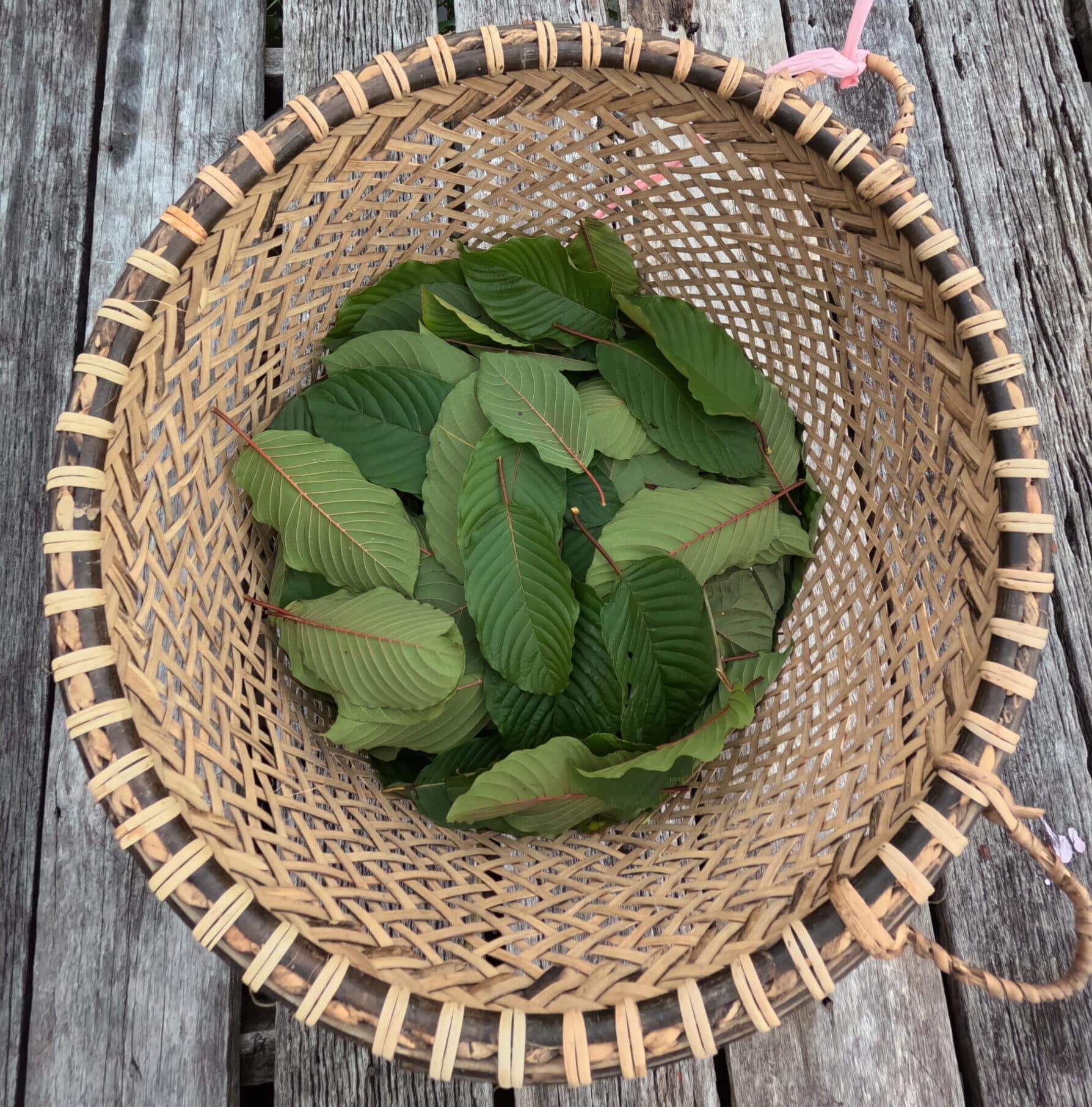 Des feuilles de kratom vertes fraîches dans un panier en osier naturel fabriqué à la main