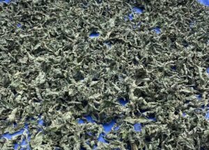 Green dried kratom leaves on a blue tarp in Jongkong