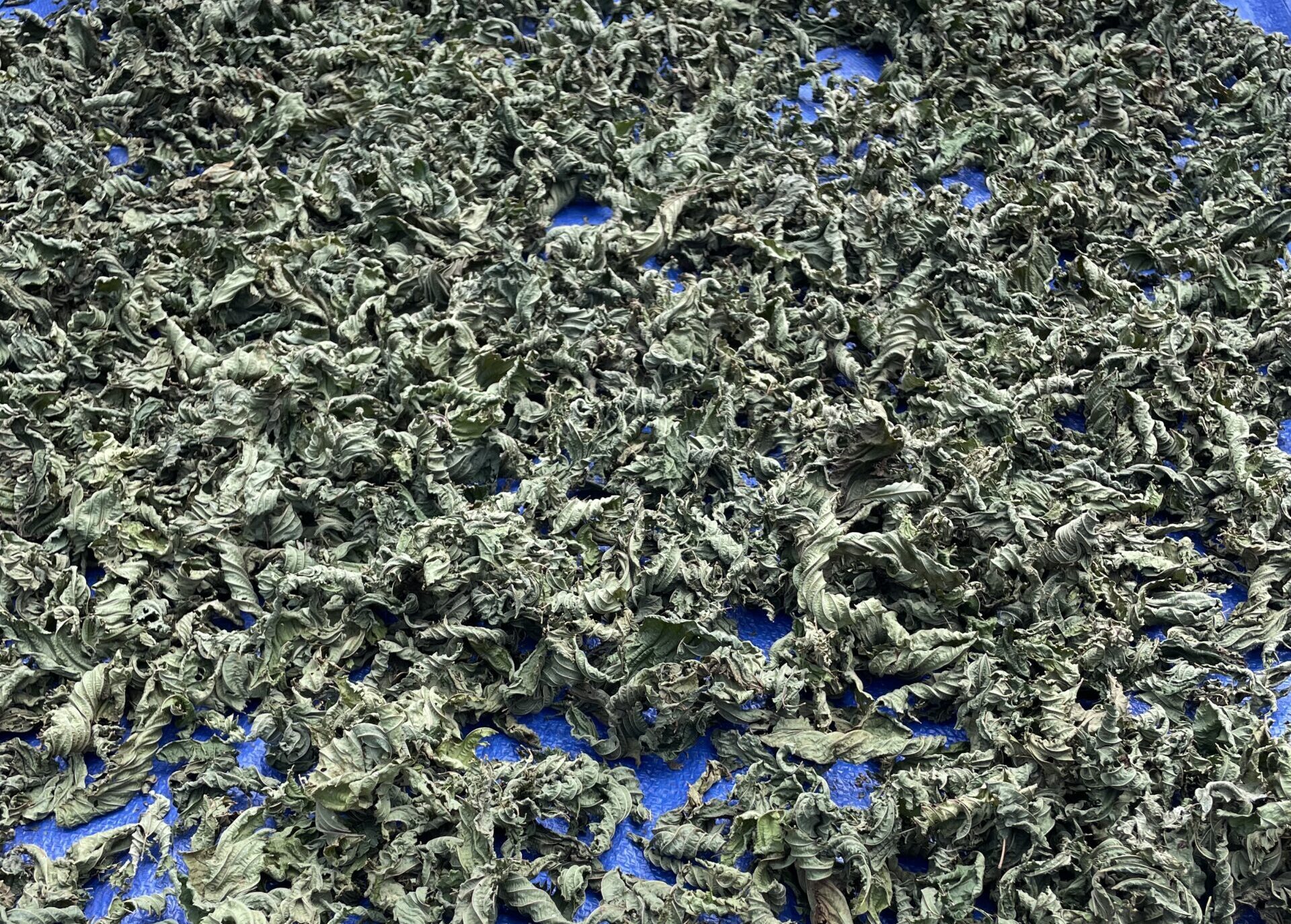 Des feuilles de kratom séchées de couleur verte, disposées sur une bâche bleue à Jongkong