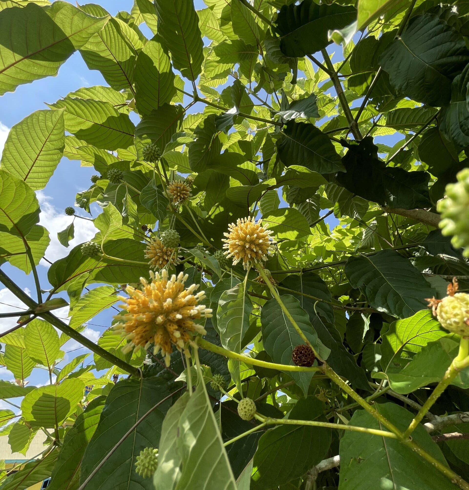 Grand arbre à kratom aux feuilles d'un vert vif et aux fruits jaunes et verts