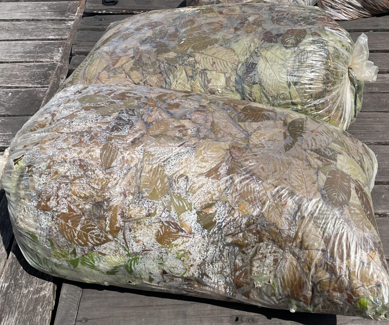 Des feuilles de kratom vertes, jaunes et brunes en train de fermenter dans un sac en plastique transparent