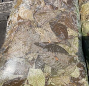 Green and brown Kratom leaves fermenting in a transparent plastic bag