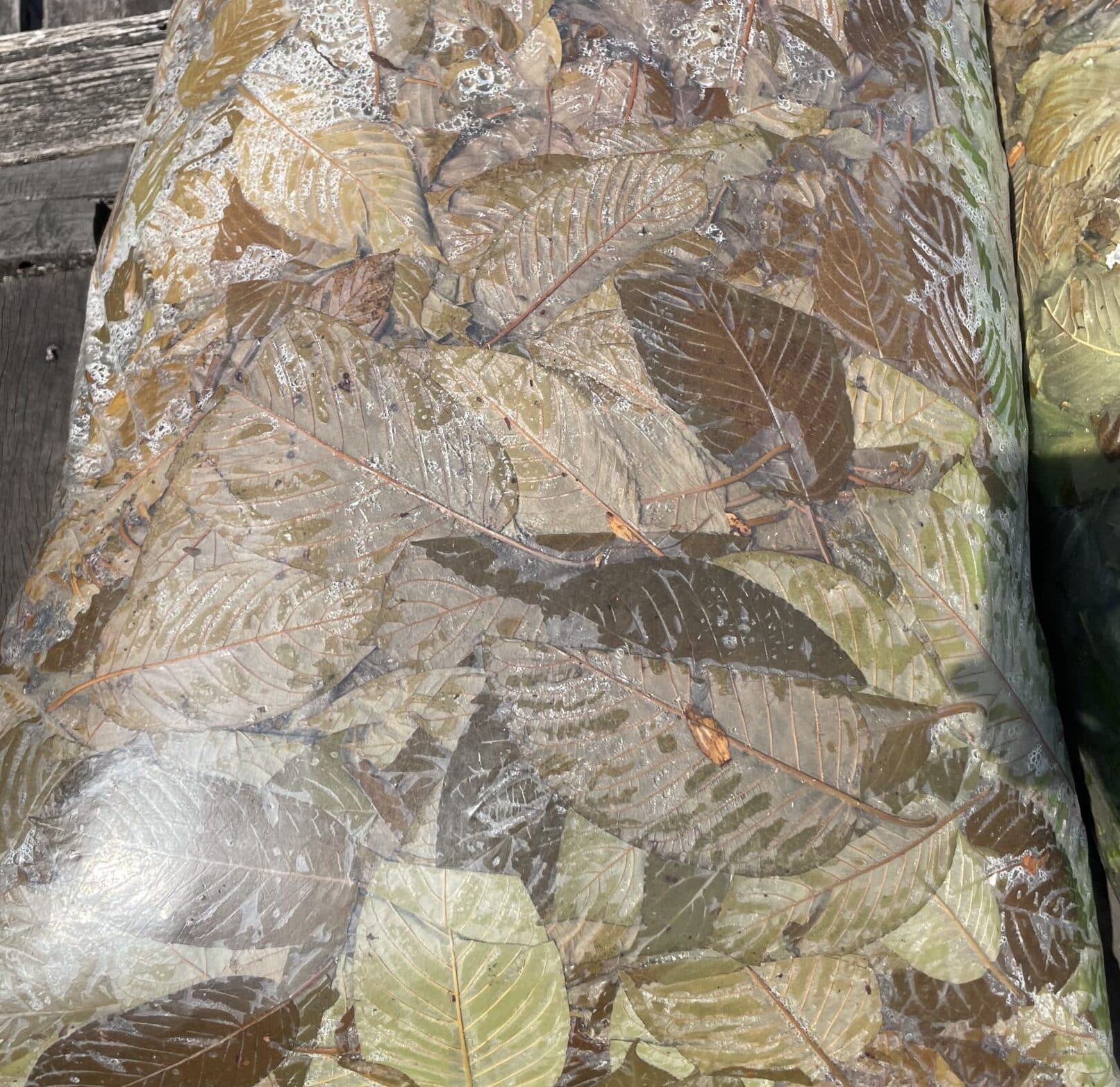 Des feuilles de kratom vertes et brunes en cours de fermentation dans un sac en plastique transparent
