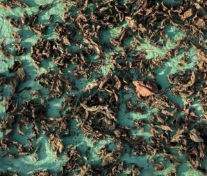 Red kratom leaves drying outside on a tarp