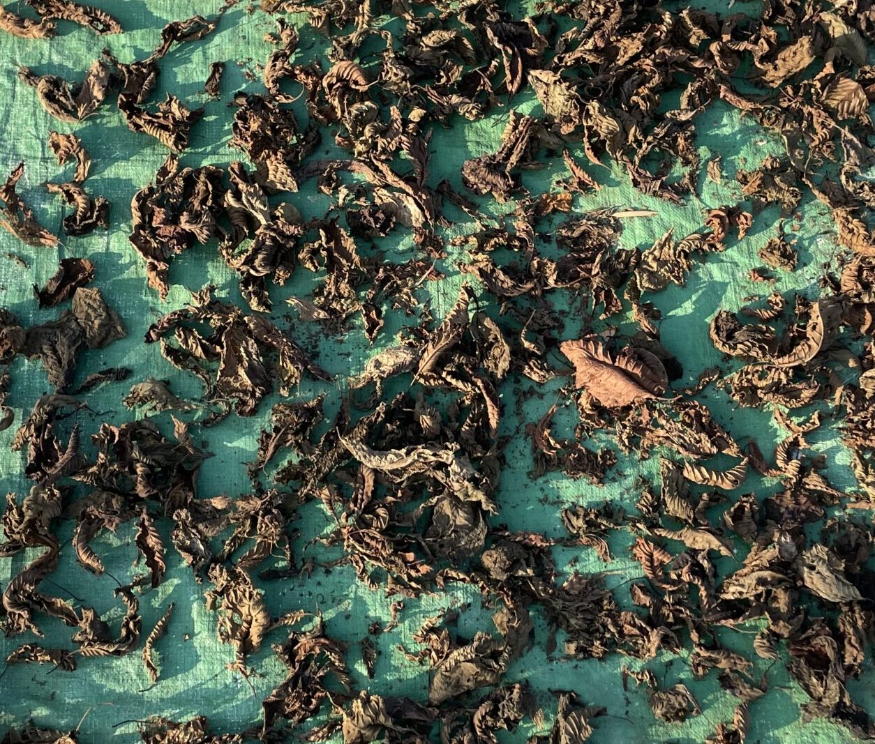 Des feuilles de kratom rouge en train de sécher à l'extérieur sur une bâche