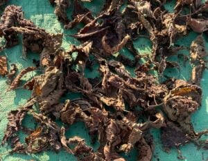 red kratom leaves drying outside on a green tarp