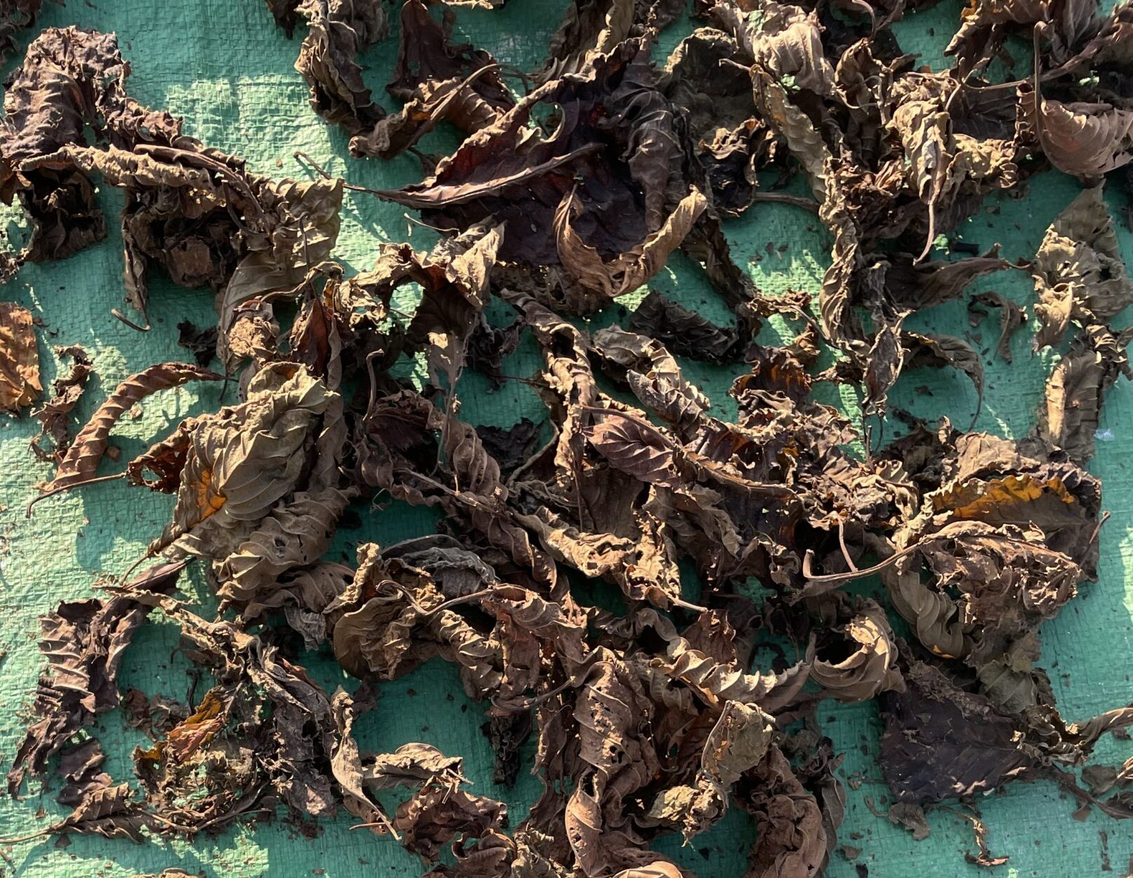 des feuilles de kratom rouges en train de sécher à l'extérieur sur une bâche verte