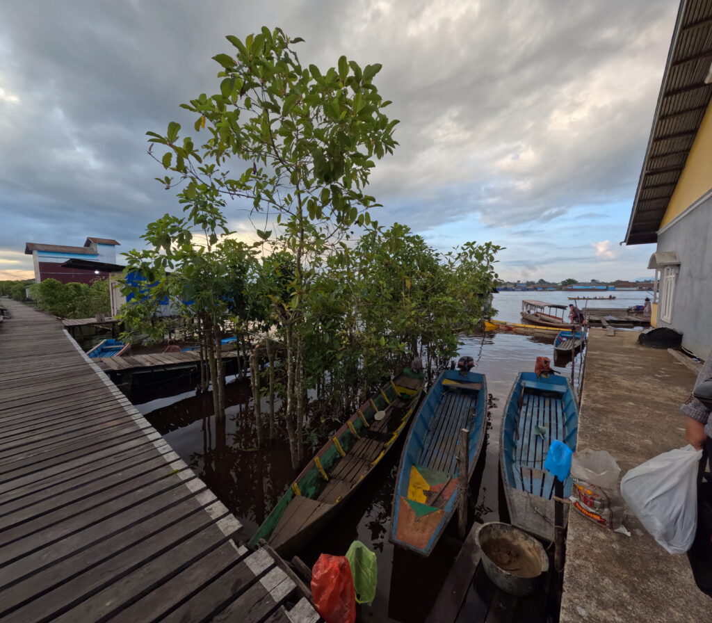 ferme de kratom de jongkong