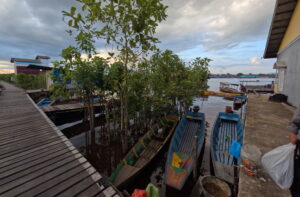 jongkong kratom farm