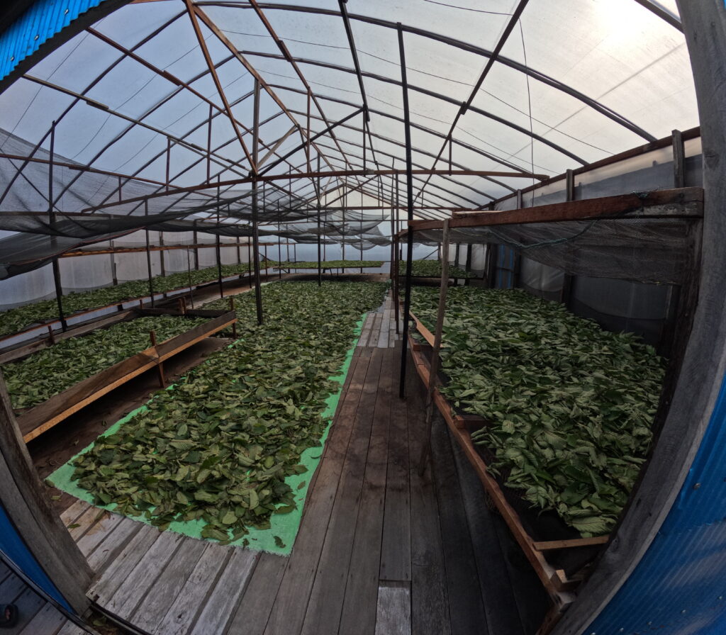 kratom drying inside