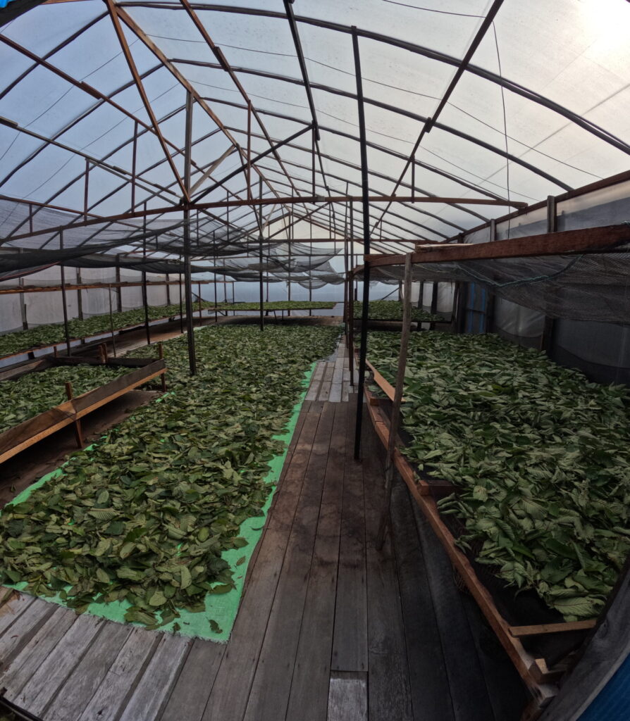 kratom drying inside