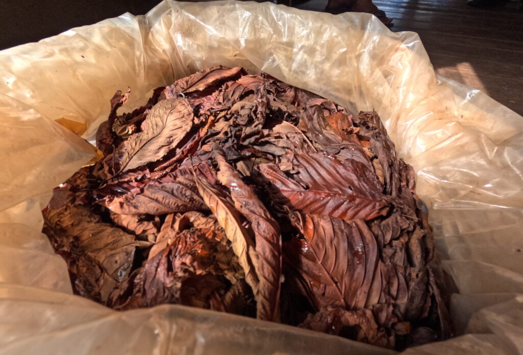 Red Kratom Isn’t a Strain