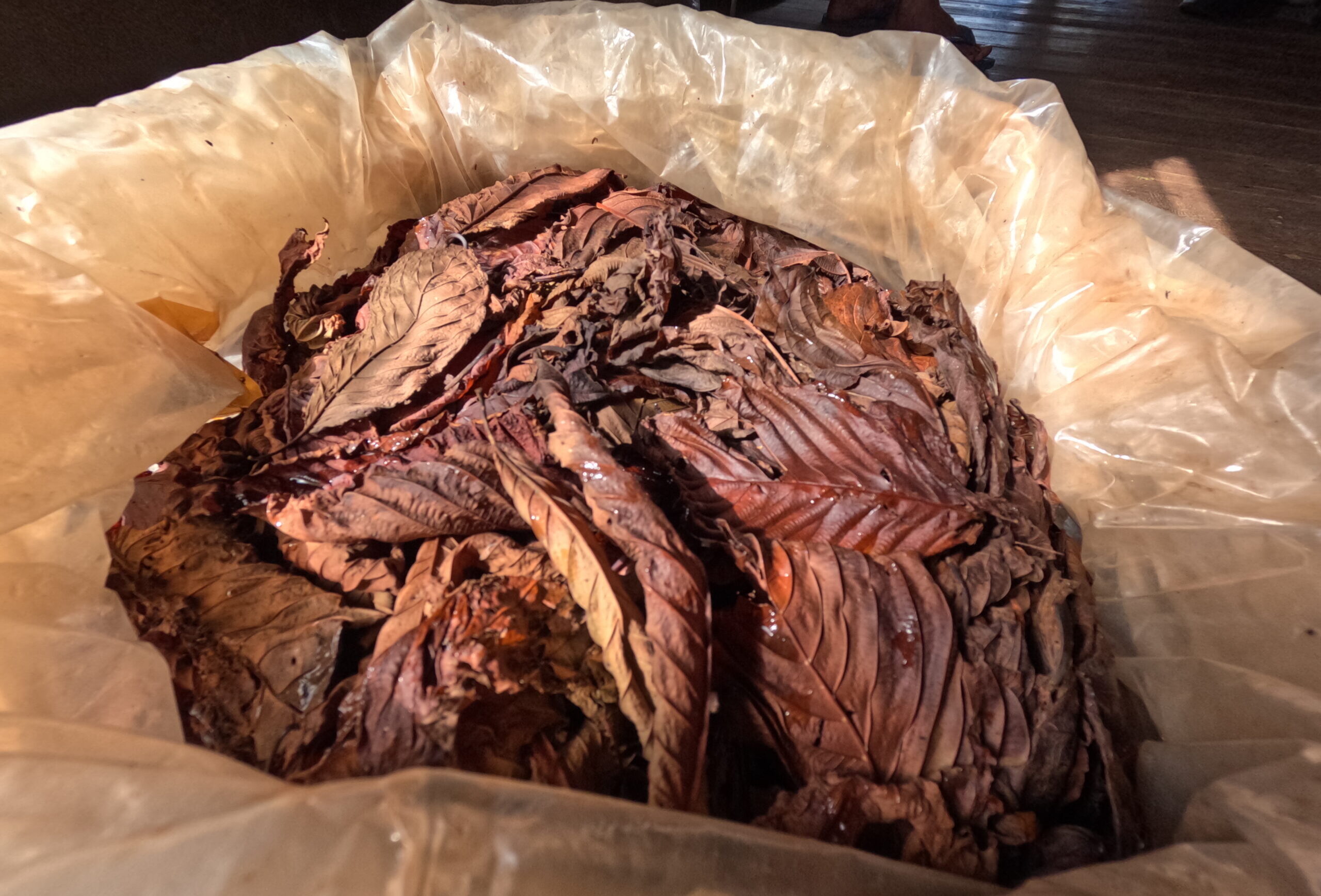 Red Kratom Isn’t a Strain