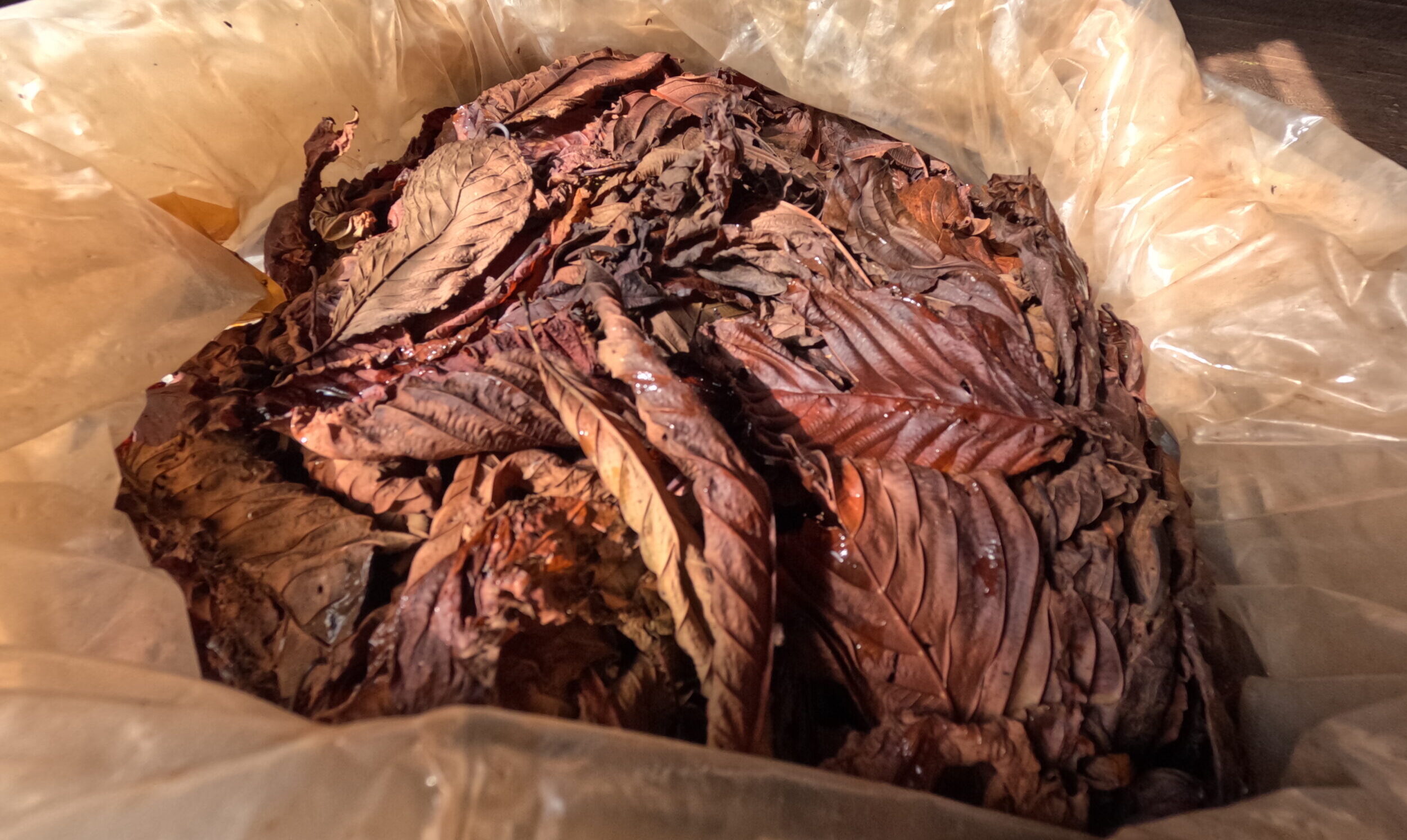 Red Kratom is not a strain