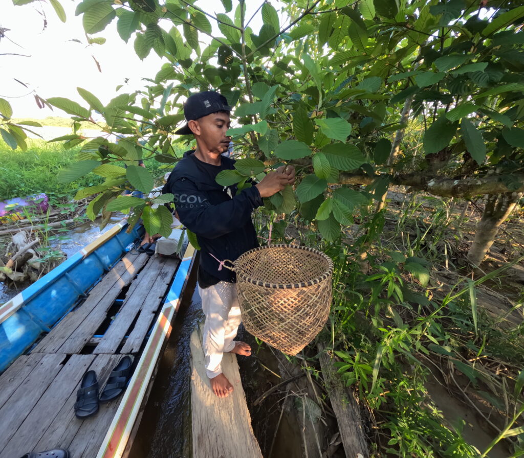 gathering kratom farm
