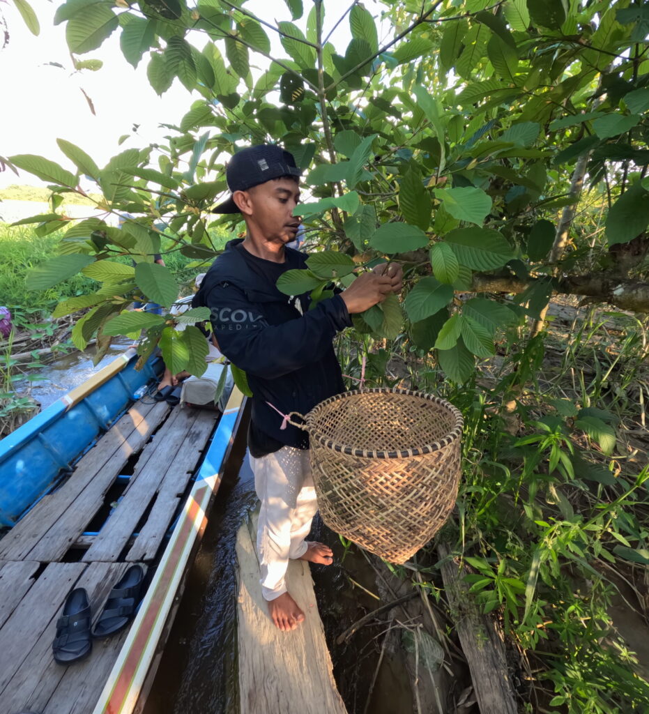 gathering kratom farm