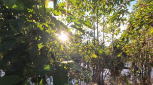 West Kalimantan kratom