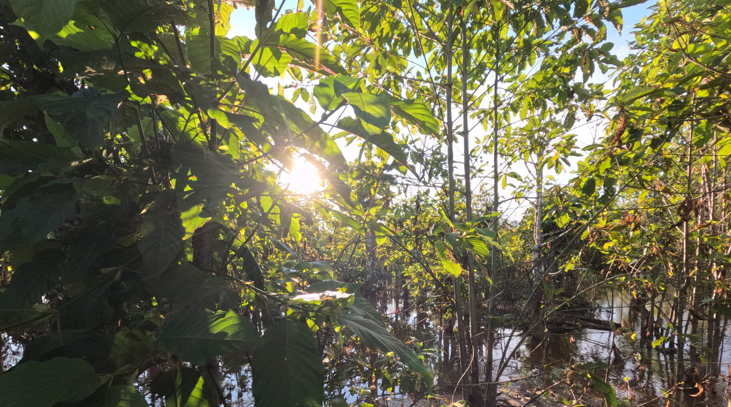 West Kalimantan kratom