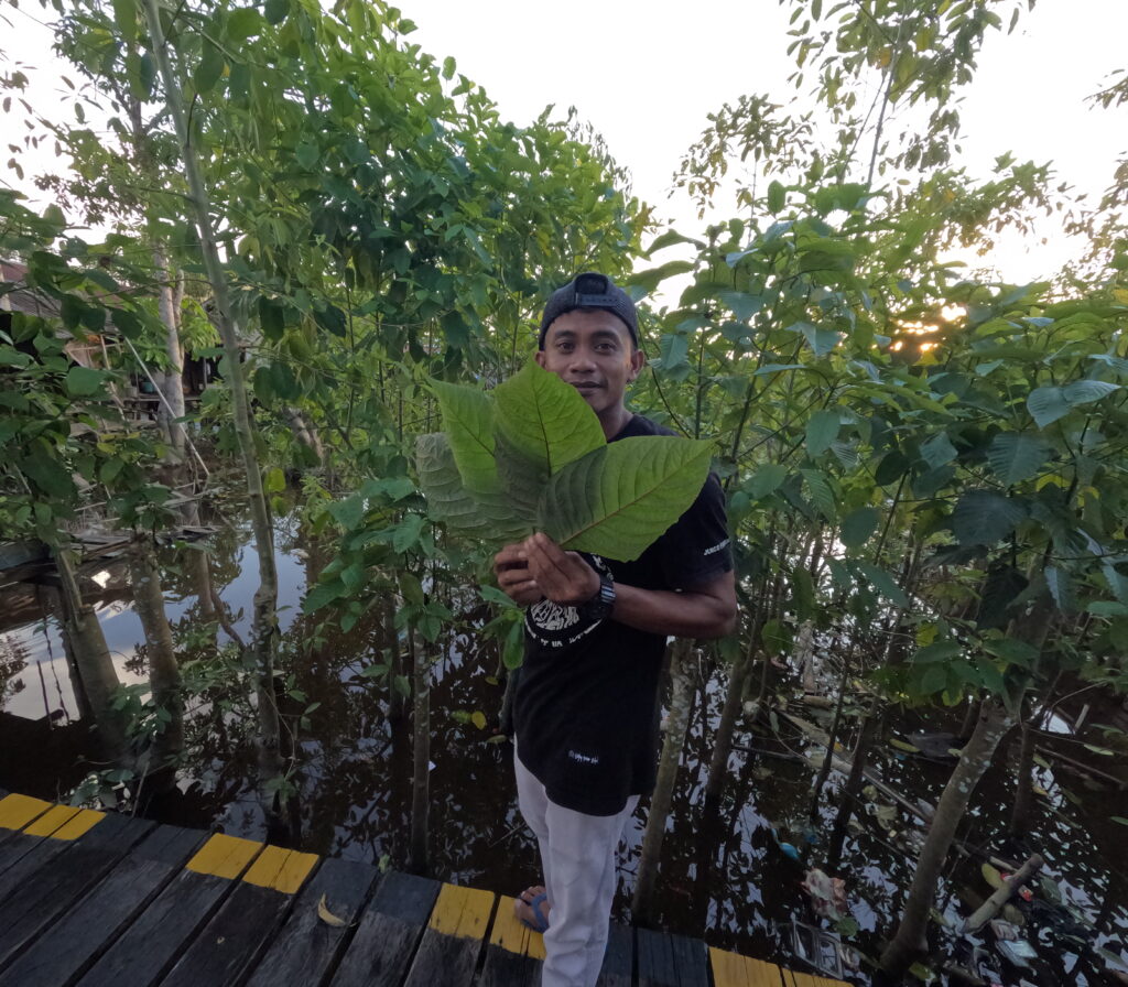 farmer with kratom leaves
