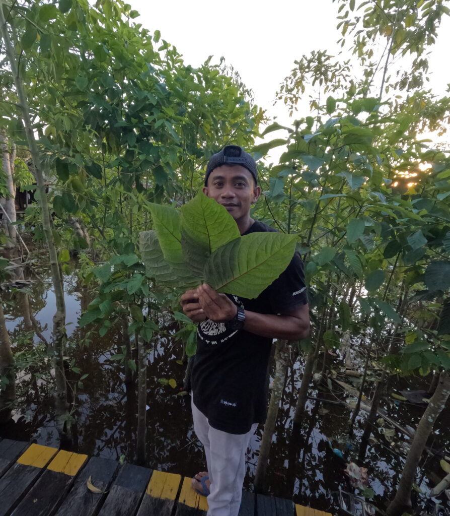 farmer with kratom leaves