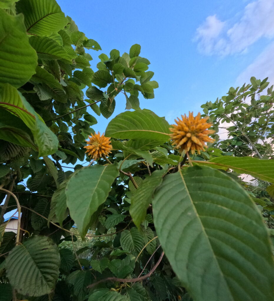 kratom fruit