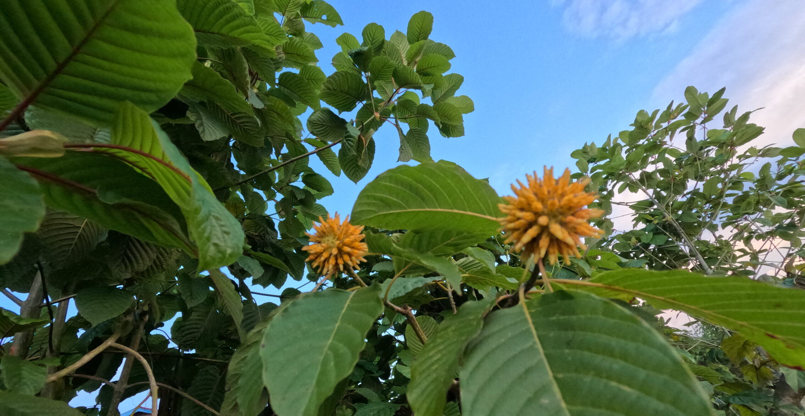 Kratom Varieties Canada