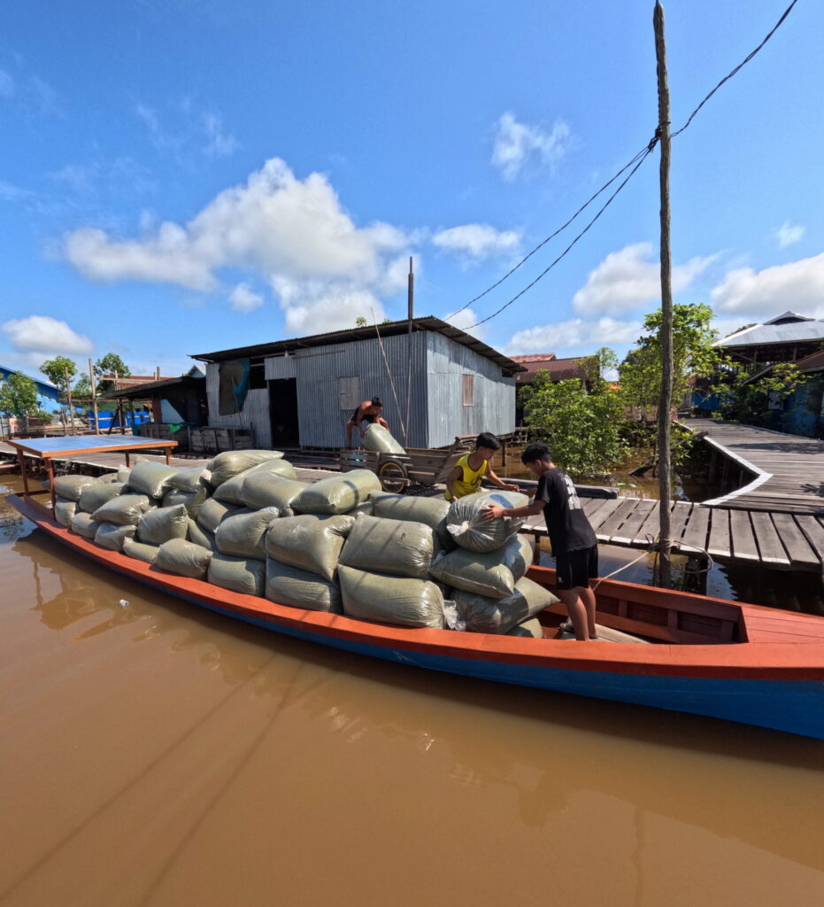 kratom ready for export