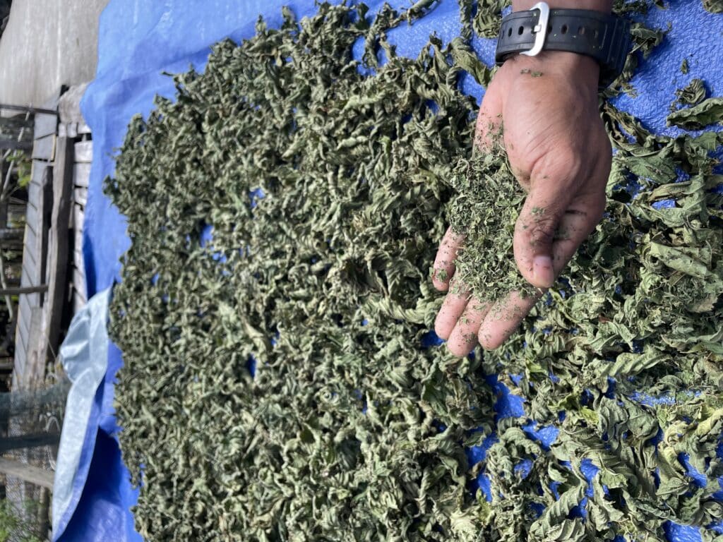 dry green kratom