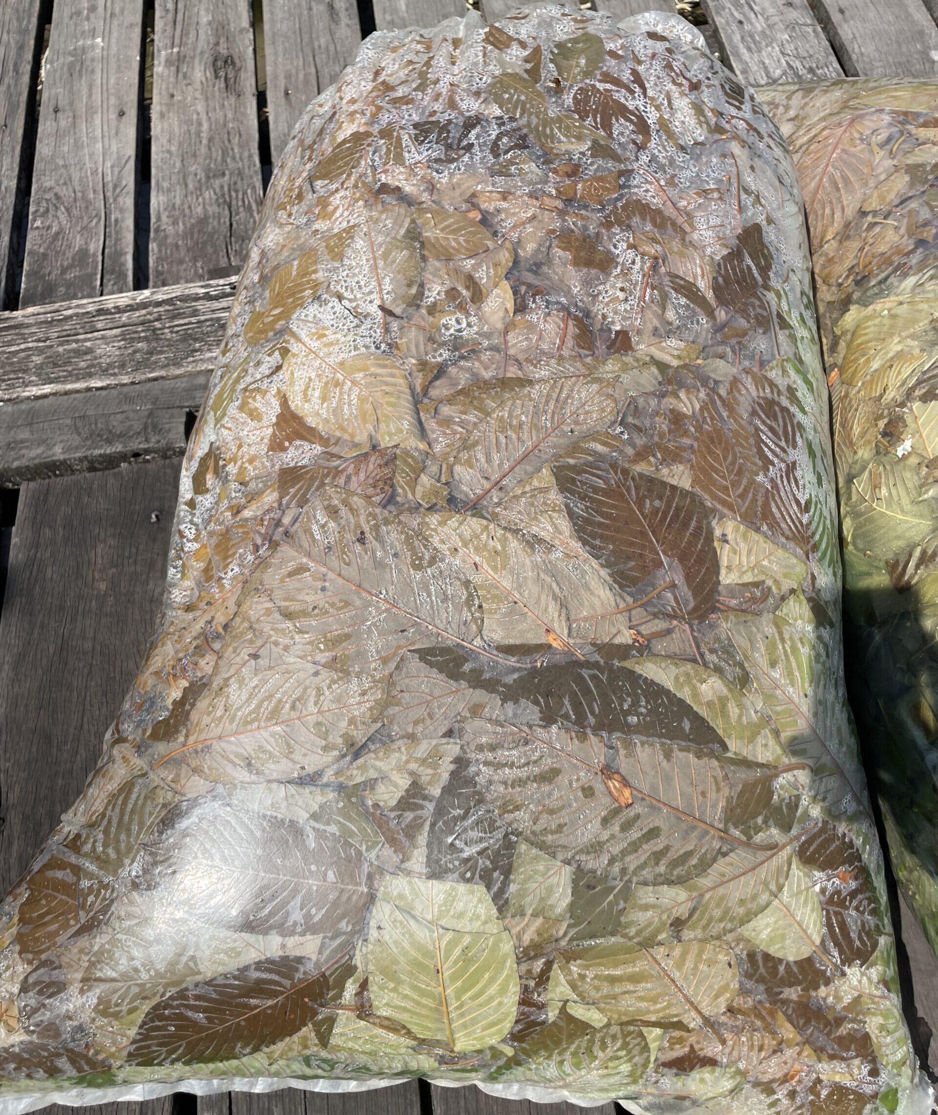 fermentation du kratom vert