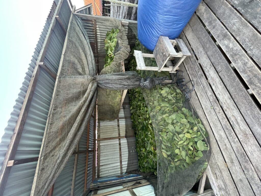 Partial Sun Drying kratom