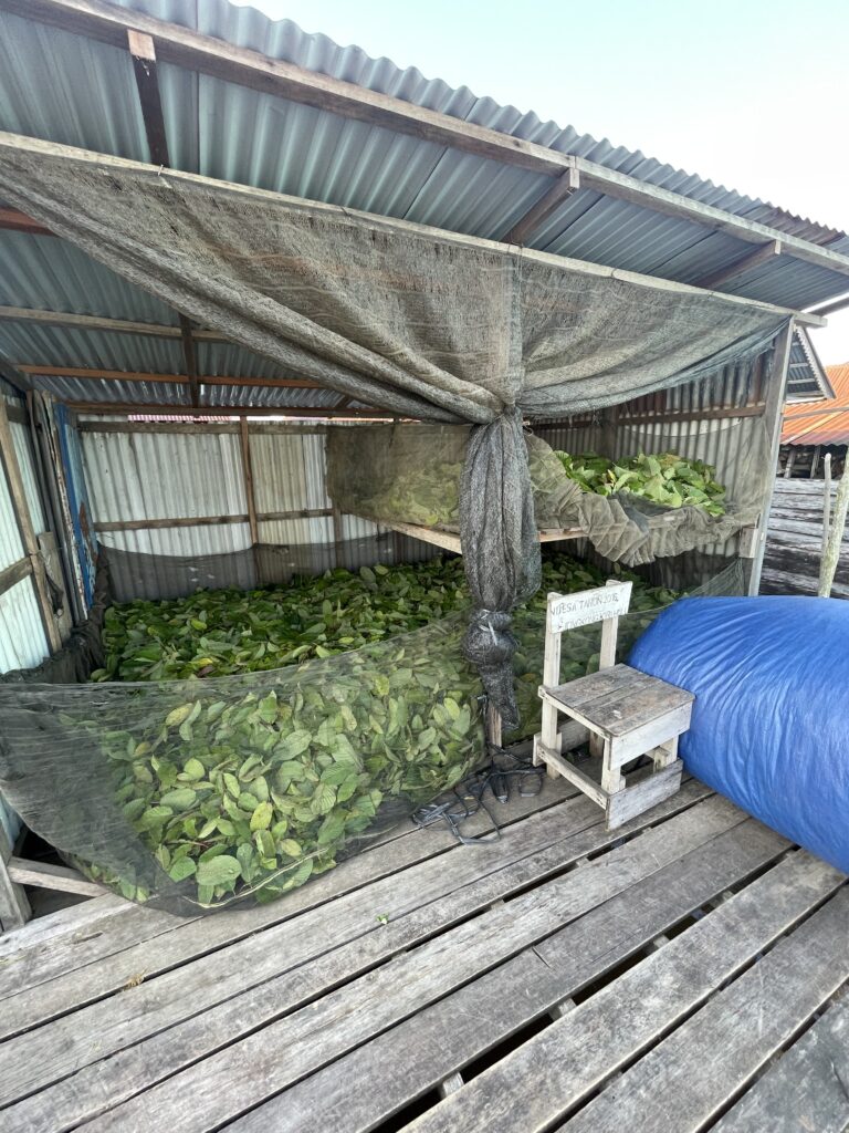 Partial Sun Drying kratom