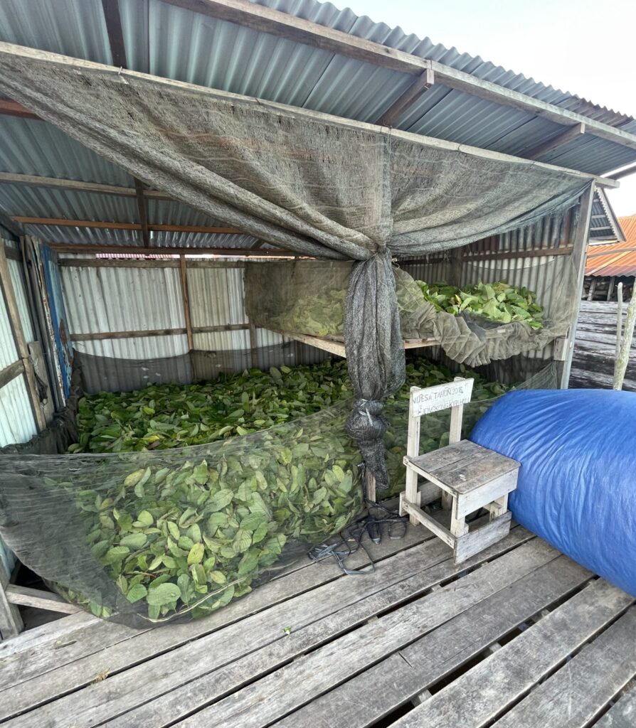 Partial Sun Drying kratom