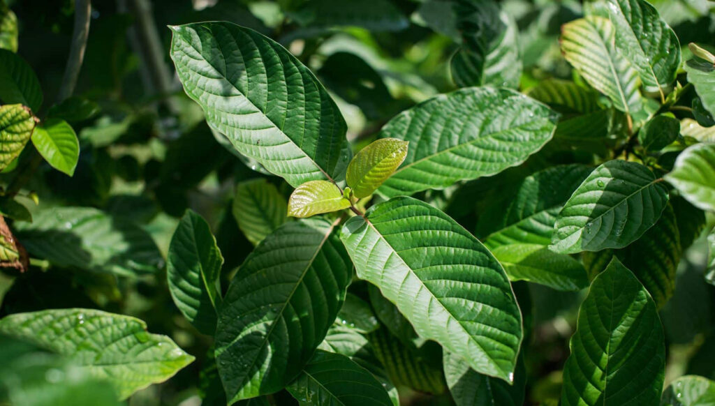Close-up of vibrant green kratom leaves with a glossy texture, showcasing their distinct vein patterns and healthy appearance, set against a blurred natural background.