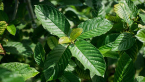Close-up of vibrant green kratom leaves with a glossy texture, showcasing their distinct vein patterns and healthy appearance, set against a blurred natural background.