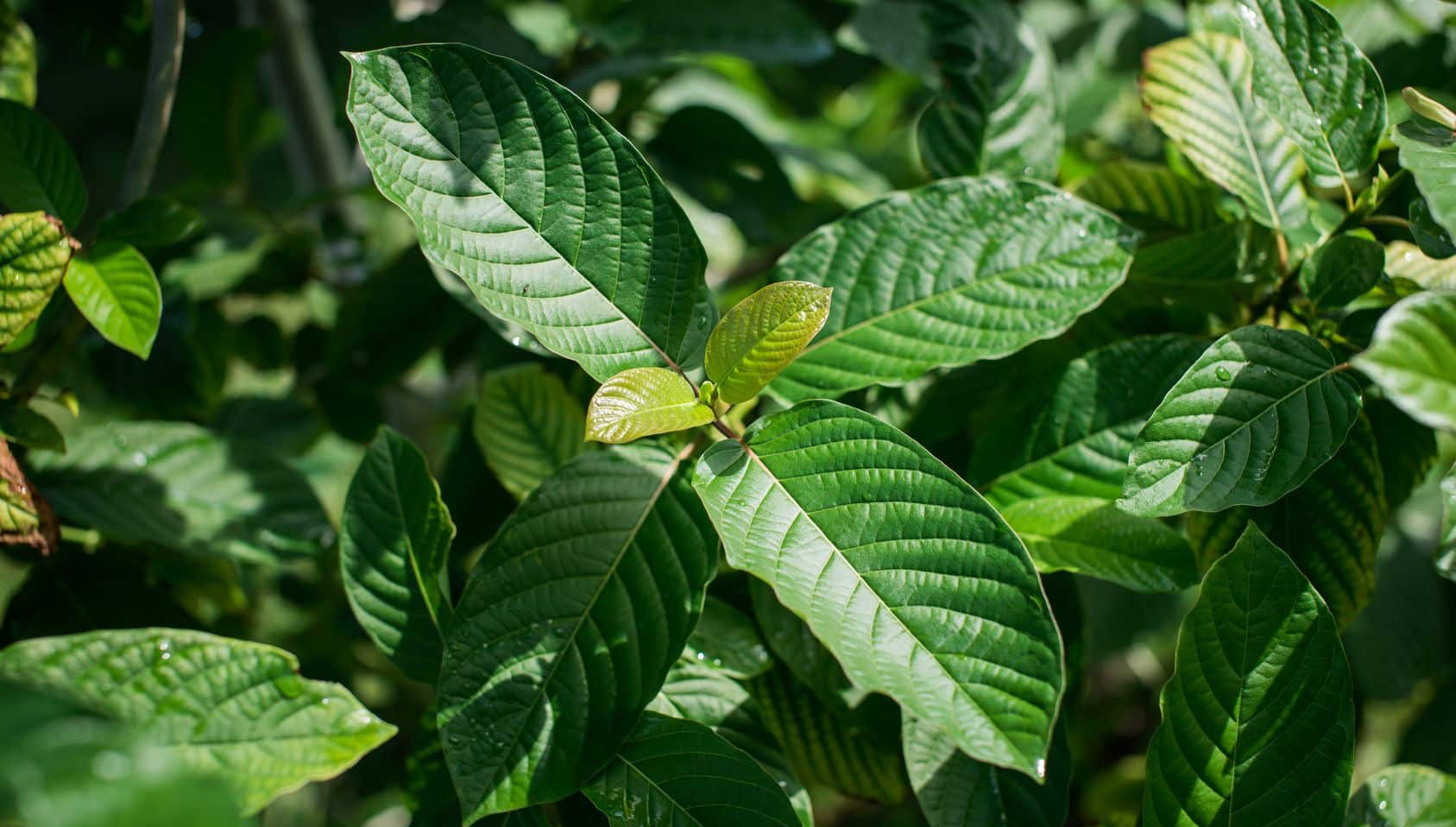 Close-up of vibrant green kratom leaves with a glossy texture, showcasing their distinct vein patterns and healthy appearance, set against a blurred natural background.